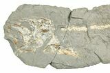 Fossil Capelin Fish (Mallotus) Nodule Half - Ontario #242449-1